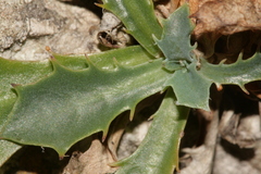 Hypochaeris laevigata