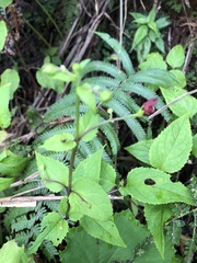 Scrophularia yoshimurae