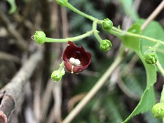 Scrophularia yoshimurae