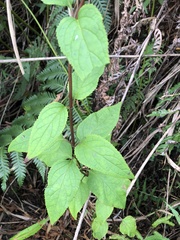 Scrophularia yoshimurae