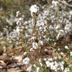 Leucopogon microphyllus microphyllus
