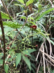 Scrophularia yoshimurae