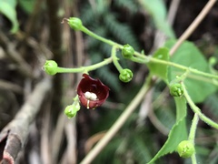 Scrophularia yoshimurae