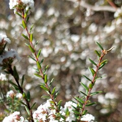 Leucopogon microphyllus microphyllus