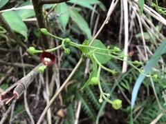 Scrophularia yoshimurae