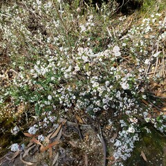 Leucopogon microphyllus microphyllus