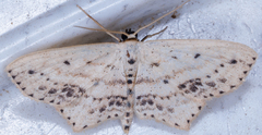 Scopula cacuminaria