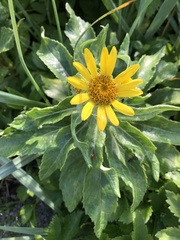 Senecio pseudoarnica