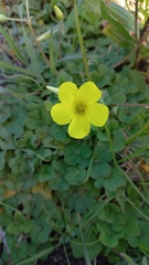 Oxalis compressa