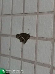 Mycalesis