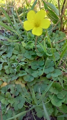 Oxalis compressa