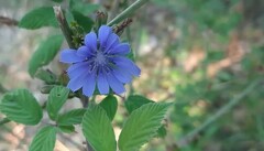 Cichorium pumilum
