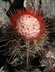 Melocactus harlowii