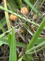 Marasmius graminum