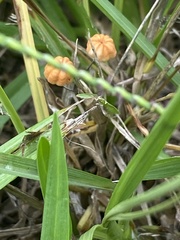 Marasmius graminum