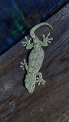 Gekko japonicus