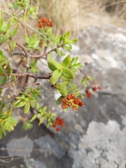 Crassula sarcocaulis