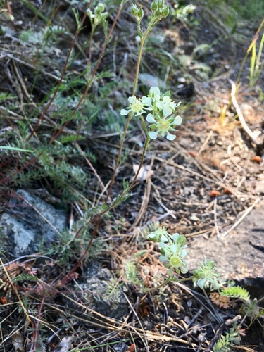 Horkelia daucifolia var. daucifolia