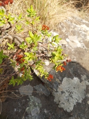 Crassula sarcocaulis