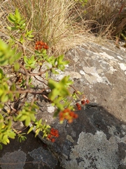 Crassula sarcocaulis