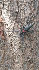 Aromia bungii