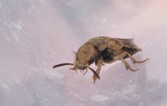 Platydracus pseudopaganus