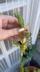 Erigeron sumatrensis