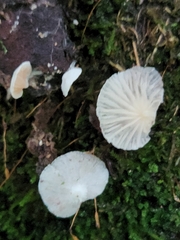 Claudopus