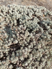 Helichrysum caespititium