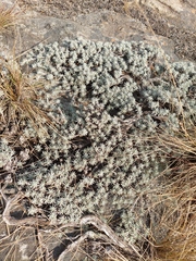 Helichrysum caespititium