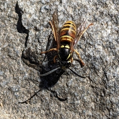 Vespula rufa