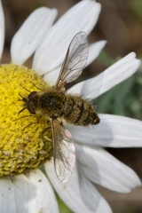 Bombylisoma nigriceps