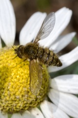 Bombylisoma nigriceps