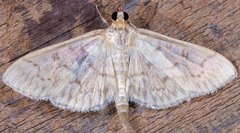 Herpetogramma theseusalis