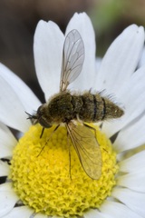 Bombylisoma nigriceps