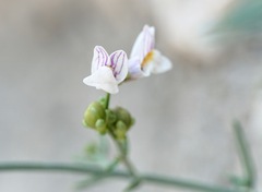 Linaria microsepala
