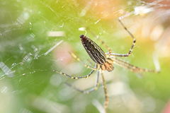 Euprosthenops