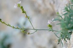 Linaria microsepala