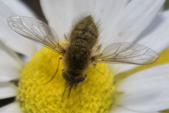 Bombylisoma nigriceps