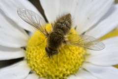 Bombylisoma nigriceps