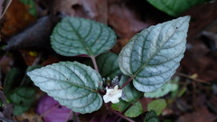 Strobilanthes reptans
