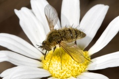 Bombylisoma nigriceps
