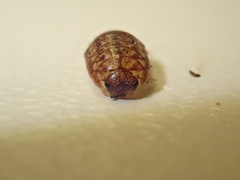 Protracheoniscus politus