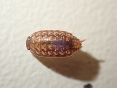 Protracheoniscus politus