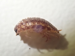 Protracheoniscus politus