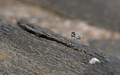 Cephalota circumdata imperialis