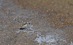 Cephalota circumdata imperialis