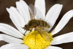 Bombylisoma nigriceps