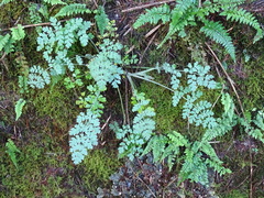 Corydalis ophiocarpa