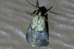 Cacozelia basiochrealis